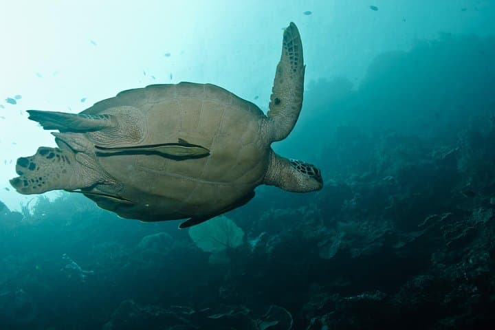 Try Scuba Diving on Nusa Penida: Intro Dive for Non-Certified Divers photo 3