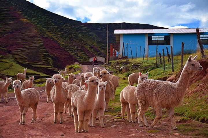 Palccoyo Rainbow Mountain Full-Day Hike from Cusco – Private, Less Crowded Alternative photo 4