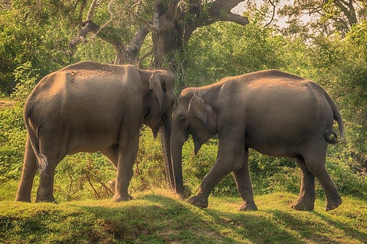 Overnight Tented Safari at Yala: Luxury Camping & Leopard Game Drives from Negombo photo 5
