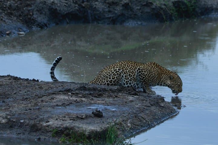 Classic Kenya Explore Safari: 8-Day Masai Mara, Ol Pejeta and Rift Valley Wildlife Adventure