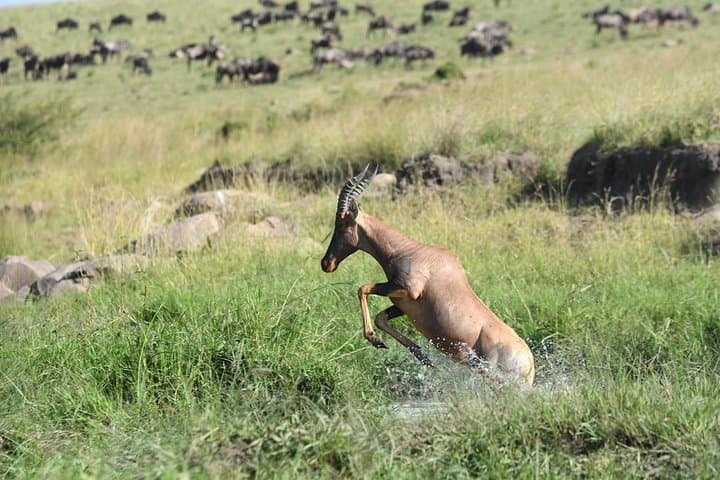 Classic Kenya Explore Safari: 8-Day Masai Mara, Ol Pejeta and Rift Valley Wildlife Adventure photo 3