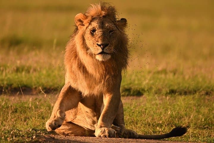 Classic Kenya Explore Safari: 8-Day Masai Mara, Ol Pejeta and Rift Valley Wildlife Adventure photo 4