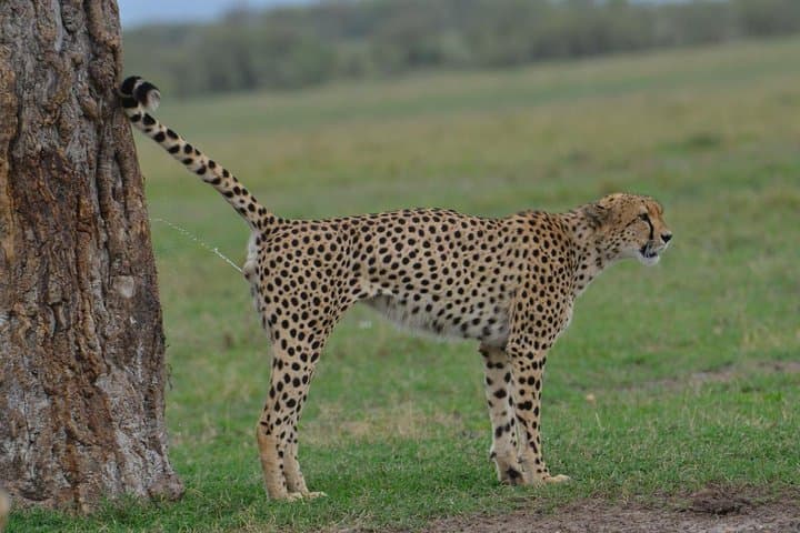 Classic Kenya Explore Safari: 8-Day Masai Mara, Ol Pejeta and Rift Valley Wildlife Adventure photo 5