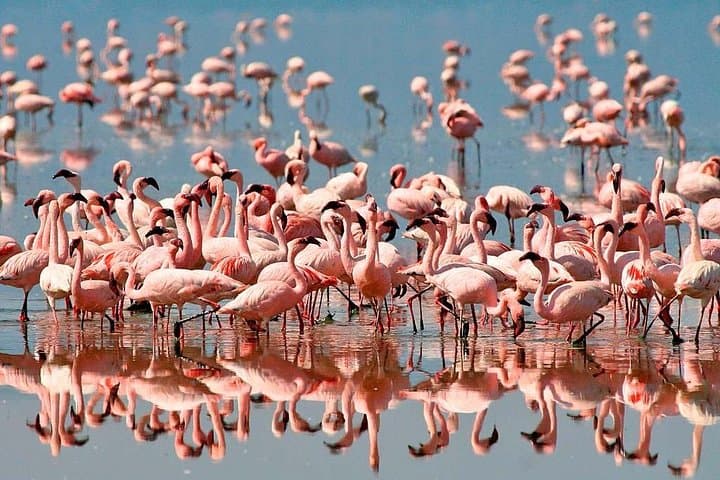4-Day Astonishing Safari: Tarangire, Serengeti & Ngorongoro Crater photo 2