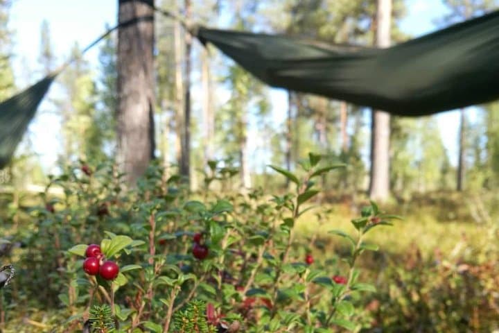 HaliPuu Forest Cocooning: Arctic Hammock Relaxation Near Levi, Finland photo 6