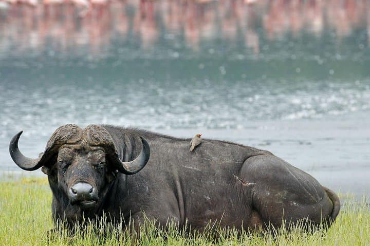 Two-Day Rift Valley Safari: Lake Nakuru, Lake Naivasha & Hell's Gate Adventure photo 6