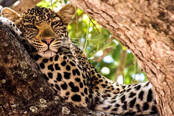 Ruaha National Park: 2-Day Budget Safari from Iringa photo 6