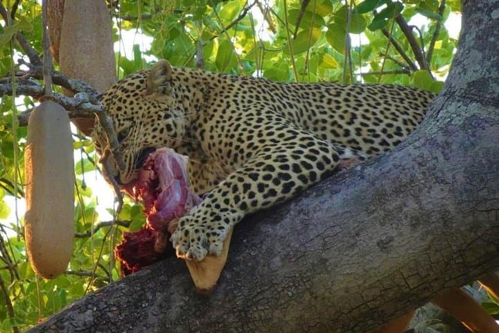 Ruaha National Park: 2-Day Budget Safari from Iringa photo 3