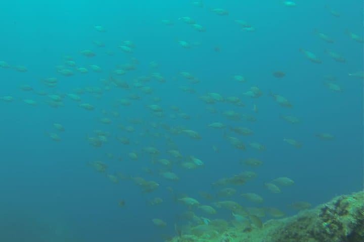 Bubble Maker: Scuba Diving for Kids in Taormina, Sicily photo 6