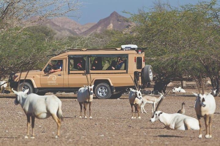 Sir Bani Yas Wildlife Drive with Lunch from Jebel Dhanna