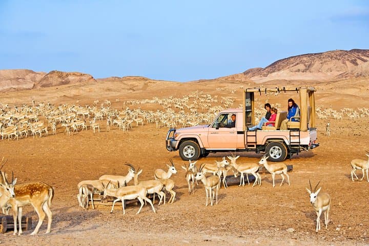 Sir Bani Yas Wildlife Drive with Lunch from Jebel Dhanna photo 2