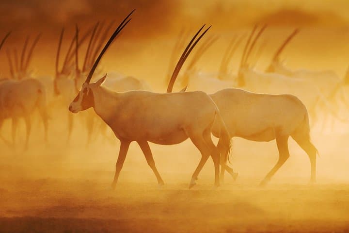 Sir Bani Yas Wildlife Drive with Lunch from Jebel Dhanna photo 3