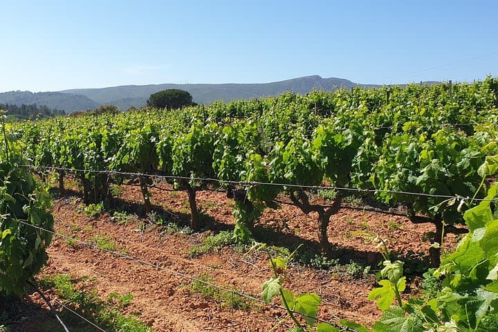 Private Azeitão, Palmela & Setúbal Wine Tour via Arrábida