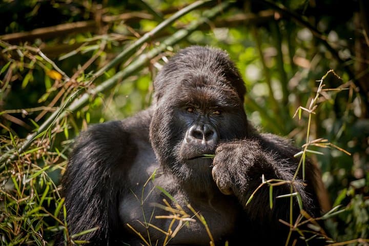 3-Day Bwindi Gorilla Trekking Safari: Track Mountain Gorillas in Uganda photo 2