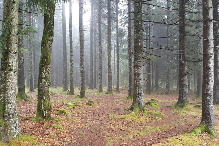 Black Forest Private Full-Day Tour: Baden-Baden to Freiburg — Triberg, Titisee & Waterfalls photo 2