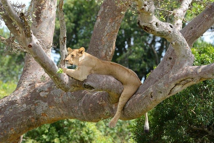 classic-rhapsody-masai-mara-safari-unlimited-game-drives