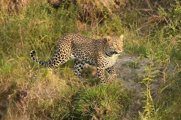 classic-rhapsody-masai-mara-safari-unlimited-game-drives photo 2