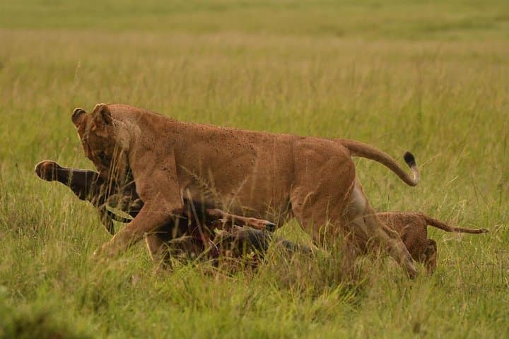 classic-rhapsody-masai-mara-safari-unlimited-game-drives photo 3