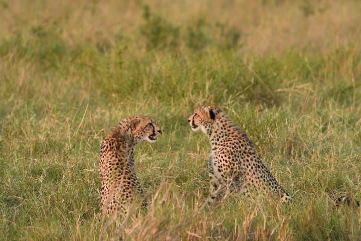 classic-rhapsody-masai-mara-safari-unlimited-game-drives photo 4