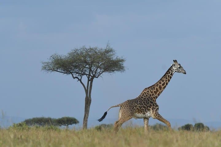 classic-rhapsody-masai-mara-safari-unlimited-game-drives photo 6