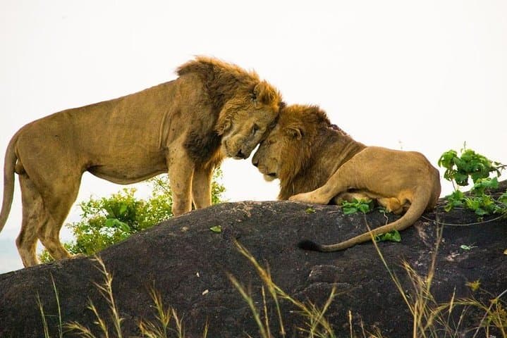 15-Day Uganda Safari: Gorillas, Chimps & the Big Five photo 3