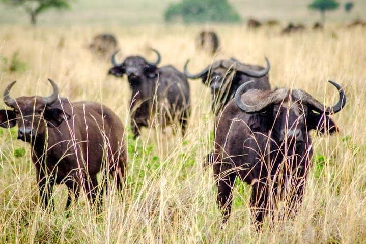 15-Day Uganda Safari: Gorillas, Chimps & the Big Five photo 6