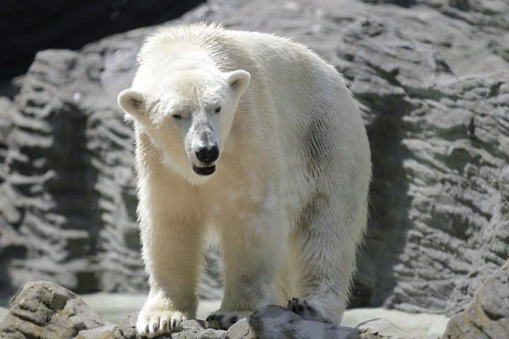 Prague Zoo Admission with Round-Trip Transfer — Easy Access to One of Europe's Top Zoos photo 2