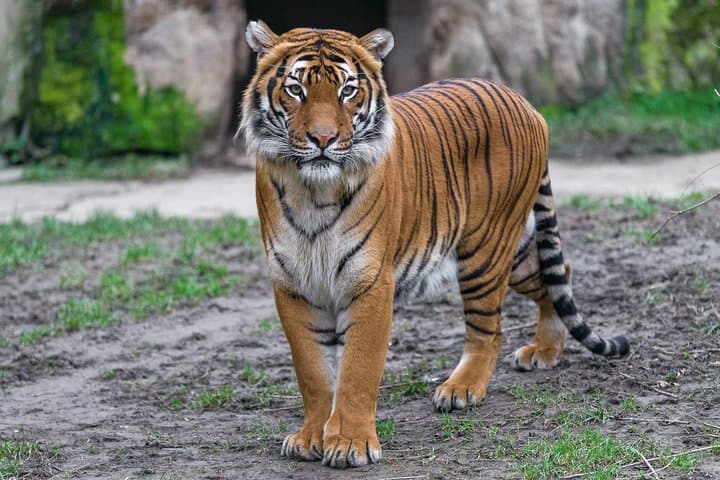 Prague Zoo Admission with Round-Trip Transfer — Easy Access to One of Europe's Top Zoos