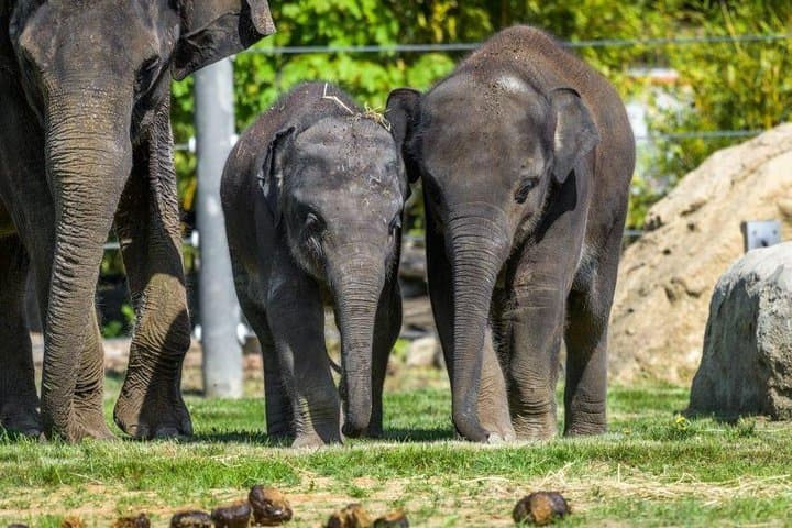 Prague Zoo Admission with Round-Trip Transfer — Easy Access to One of Europe's Top Zoos photo 3
