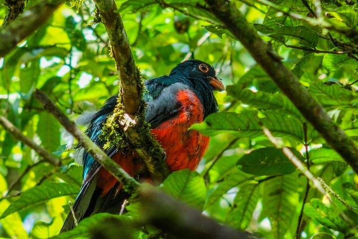 Arenal Hanging Bridges: Rainforest Canopy Walk from La Fortuna photo 2