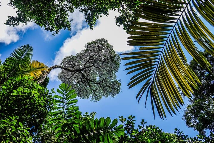Arenal Hanging Bridges: Rainforest Canopy Walk from La Fortuna photo 3