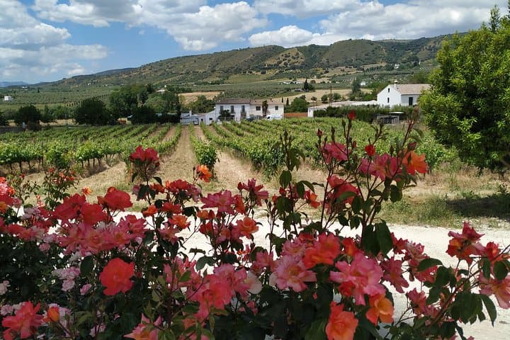 Ronda in a Day: Private 7-Hour Cultural & Viewpoint Excursion from the Costa del Sol photo 3