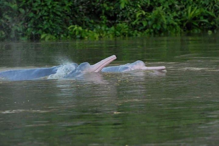 Amazon Discovery: 4-Day Pacaya-Samiria Wildlife Expedition from Iquitos
