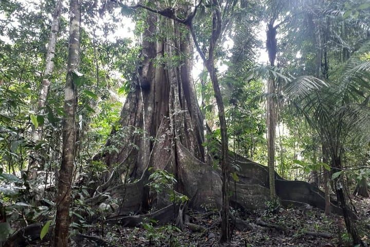 Amazon Discovery: 4-Day Pacaya-Samiria Wildlife Expedition from Iquitos photo 2