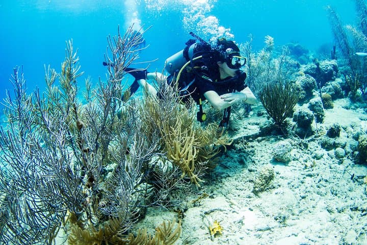 Introduction Shore Dive with Scubacao — Discover Scuba in Curaçao's Coral Nursery photo 2