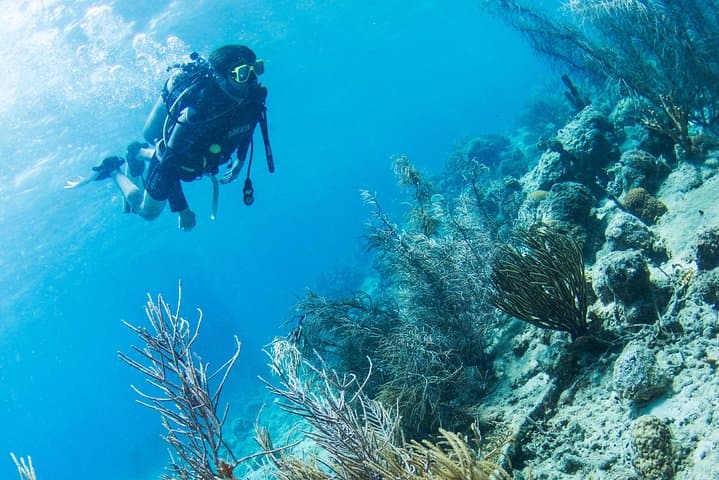 Introduction Shore Dive with Scubacao — Discover Scuba in Curaçao's Coral Nursery photo 3