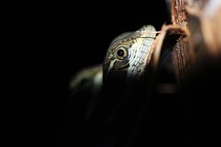 Manuel Antonio Night Jungle Walk: Guided Wildlife Night Tour in Costa Rica photo 3