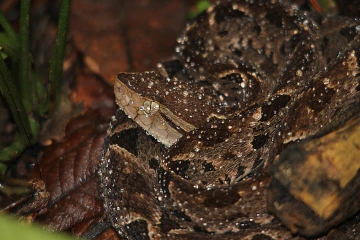 Manuel Antonio Night Jungle Walk: Guided Wildlife Night Tour in Costa Rica photo 4