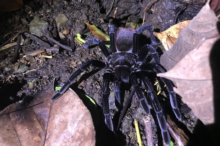 Manuel Antonio Night Jungle Walk: Guided Wildlife Night Tour in Costa Rica photo 5