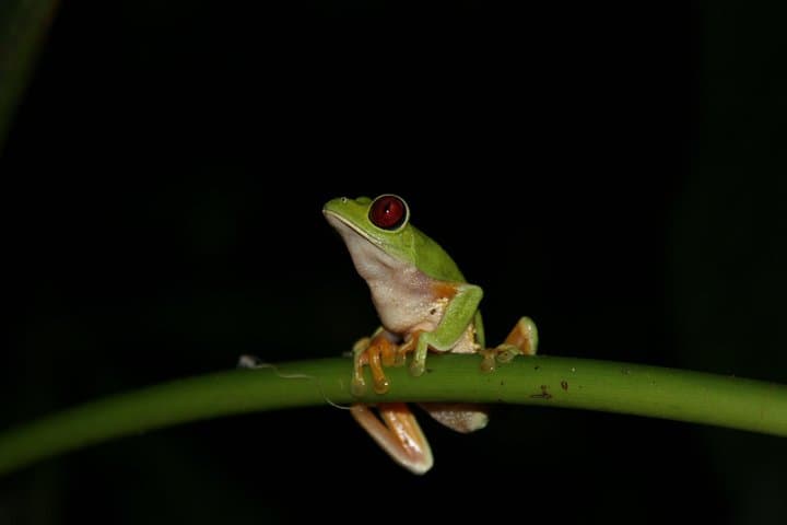 Manuel Antonio Night Jungle Walk: Guided Wildlife Night Tour in Costa Rica photo 6