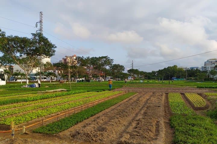 Da Nang Farming Bike Tour & Co Co River Local Food Experience photo 5