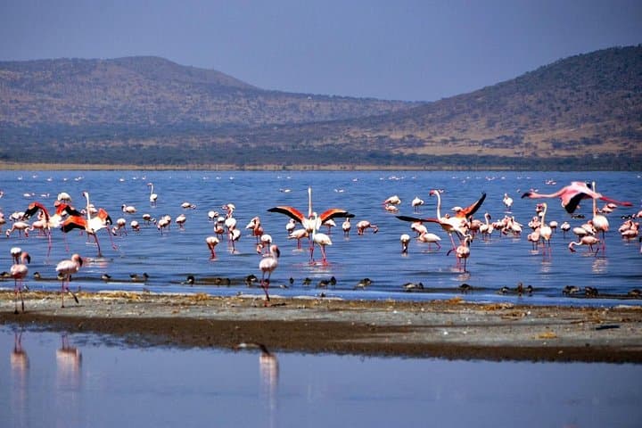 4-Day Langano & Awassa Lakes Tour — Swim, Birds and Senkelle Wildlife photo 2