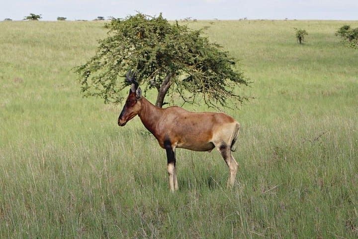 4-Day Langano & Awassa Lakes Tour — Swim, Birds and Senkelle Wildlife photo 4