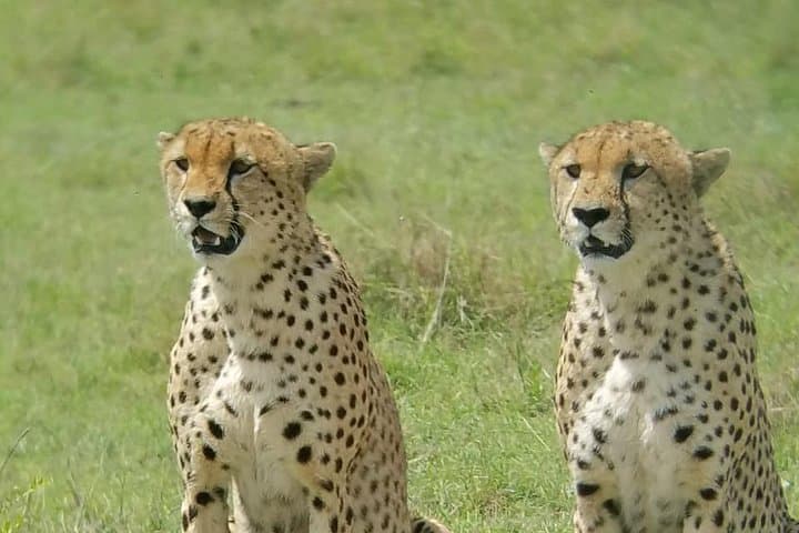 2-Day Amboseli Safari: Kilimanjaro Views and Wild Elephant Herds