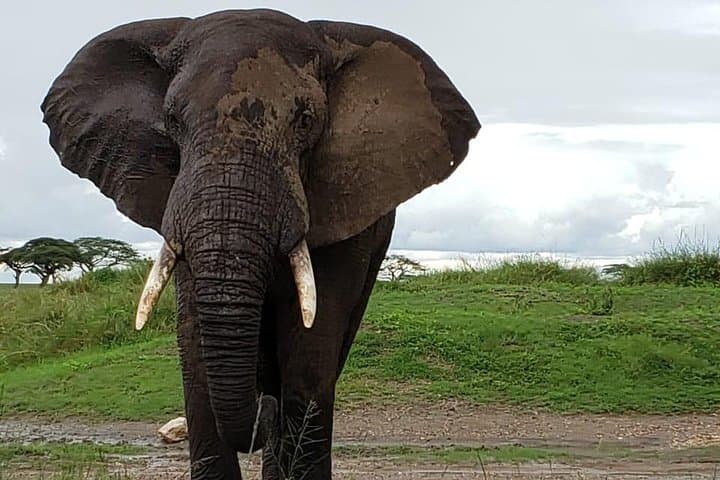 2-Day Amboseli Safari: Kilimanjaro Views and Wild Elephant Herds photo 2