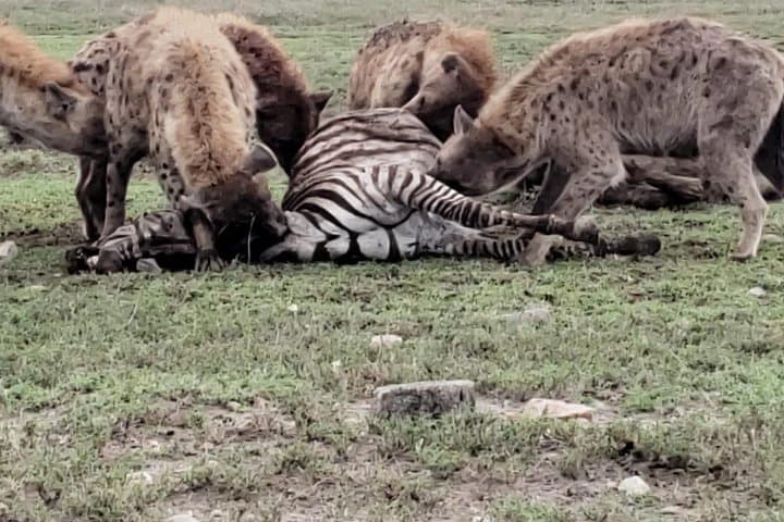 2-Day Amboseli Safari: Kilimanjaro Views and Wild Elephant Herds photo 3