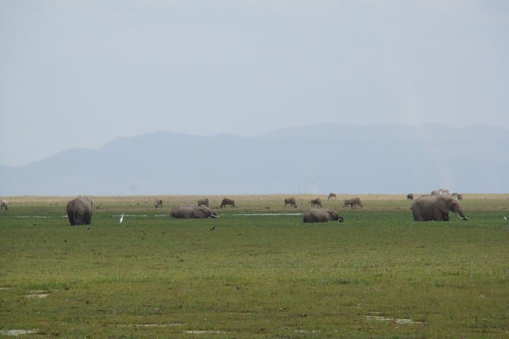 2-Day Amboseli Safari: Kilimanjaro Views and Wild Elephant Herds photo 4
