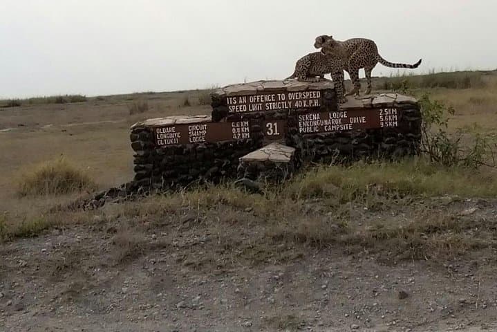 2-Day Amboseli Safari: Kilimanjaro Views and Wild Elephant Herds photo 5