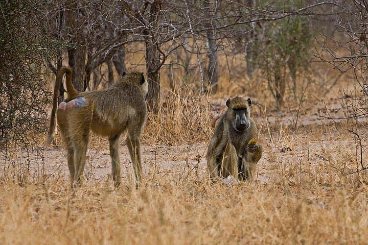 2-Day Tarangire and Ngorongoro Crater Safari — Big Five, Baobabs & Caldera Views photo 1