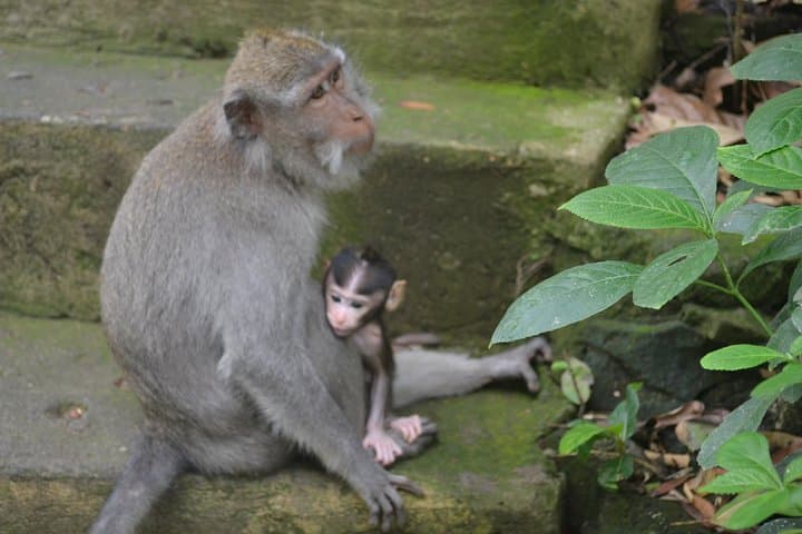 Ubud Private Tour — Customize Your Day Among Waterfalls, Rice Terraces & Temples photo 3